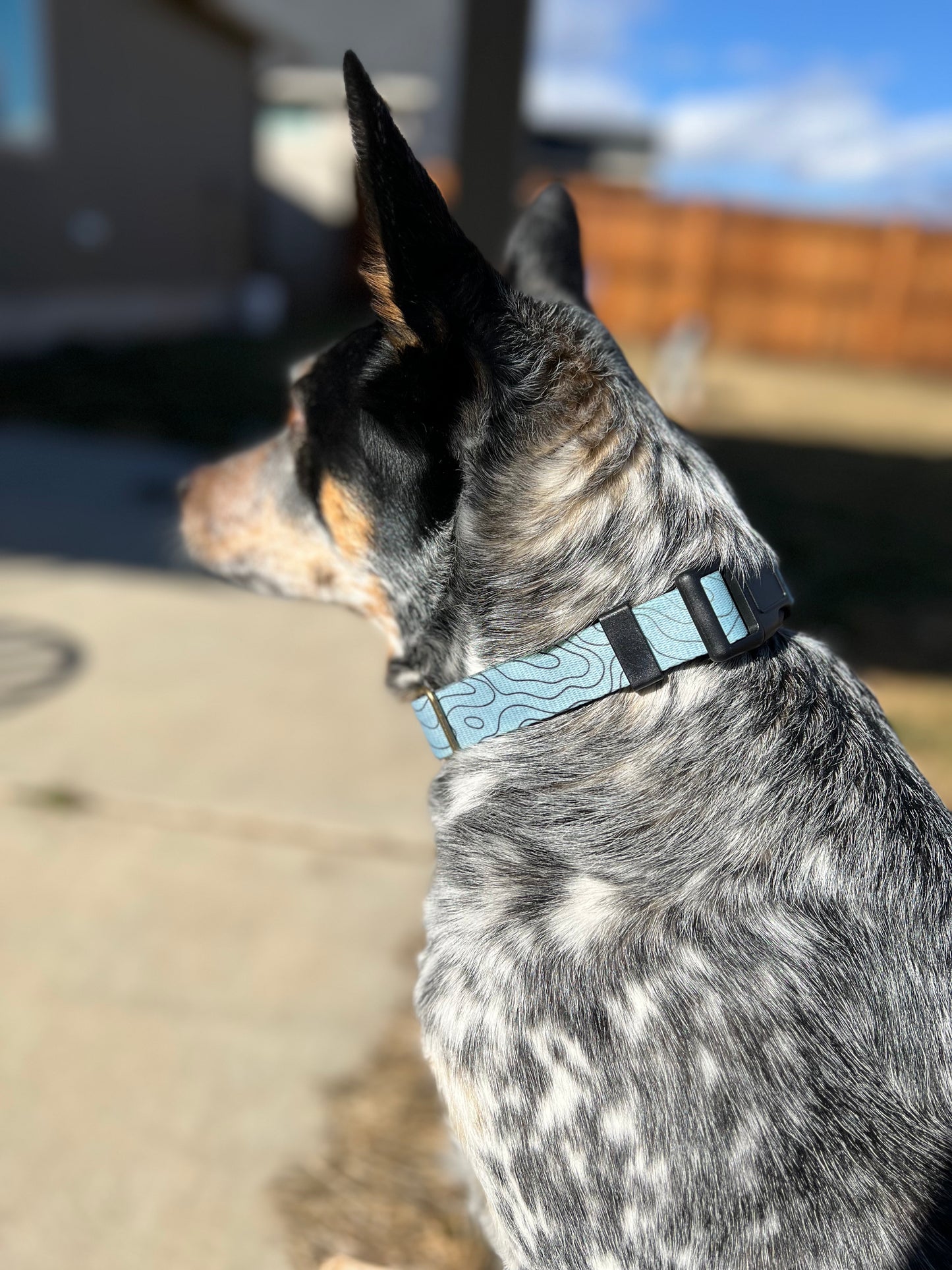 UV COLOR CHANGING Topo Green to Blue Dog Collar | Hand Painted Dog Collar