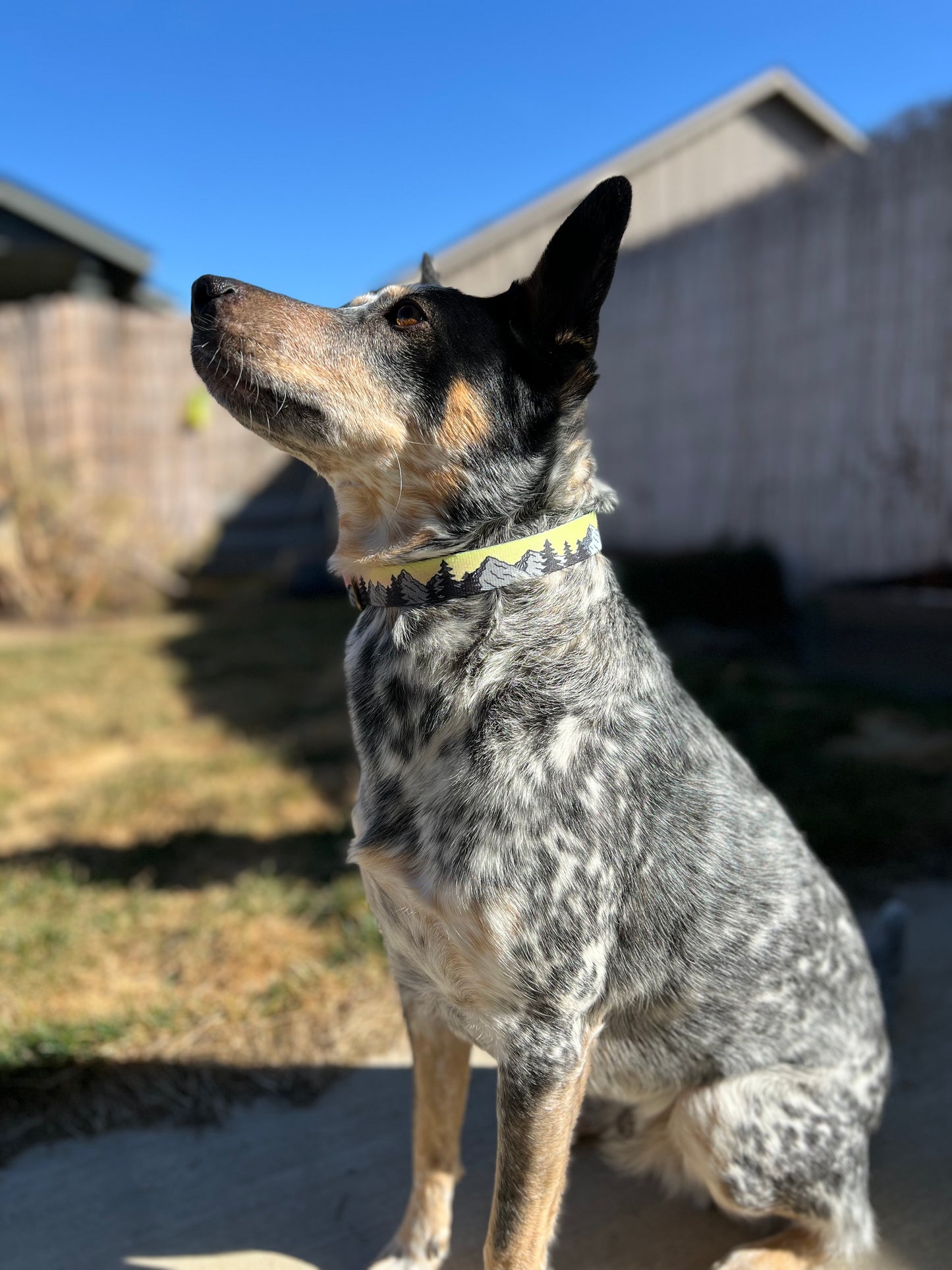 COLOR CHANGING Sunset Mountain Dog Collar | Hand Painted Dog Collar