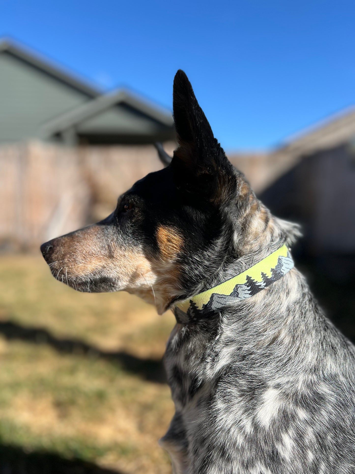 COLOR CHANGING Sunset Mountain Dog Collar | Hand Painted Dog Collar