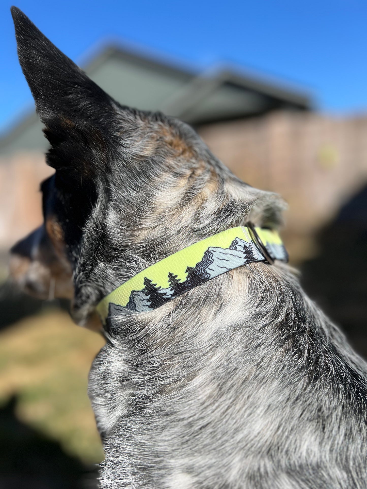 COLOR CHANGING Sunset Mountain Dog Collar | Hand Painted Dog Collar