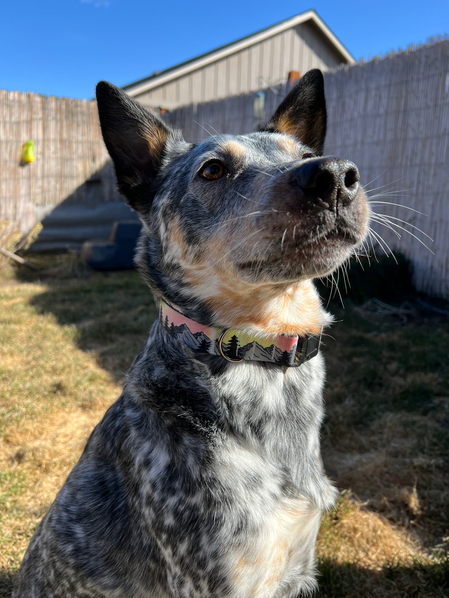 COLOR CHANGING Sunset Mountain Dog Collar | Hand Painted Dog Collar
