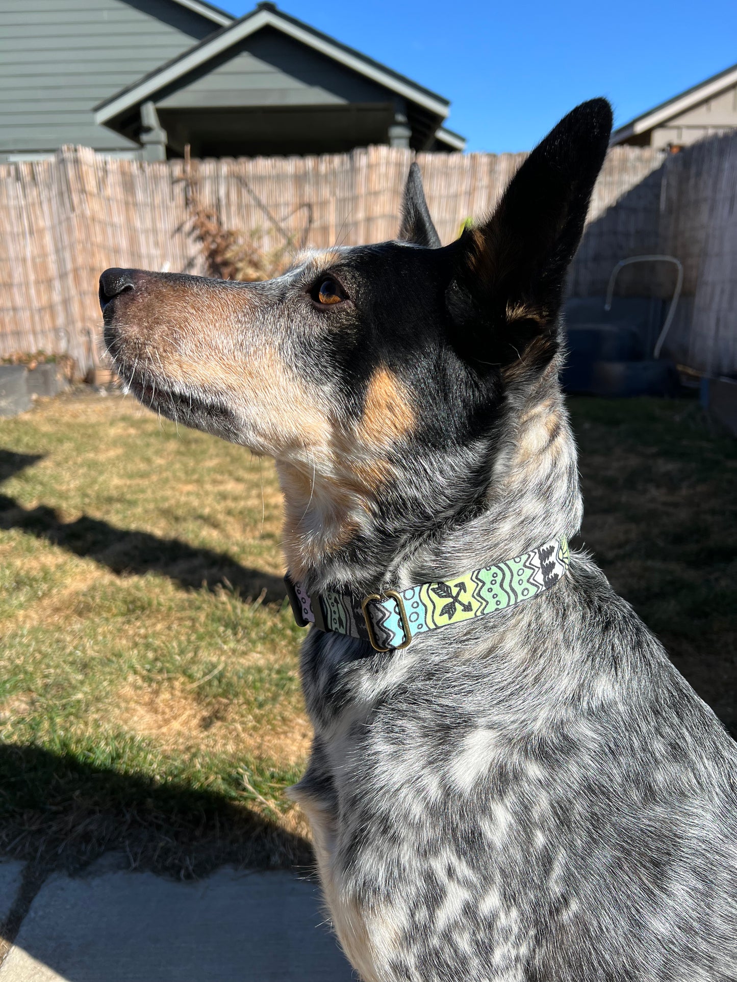 COLOR CHANGING PNW Elements Dog Collar | Hand Painted Dog Collar