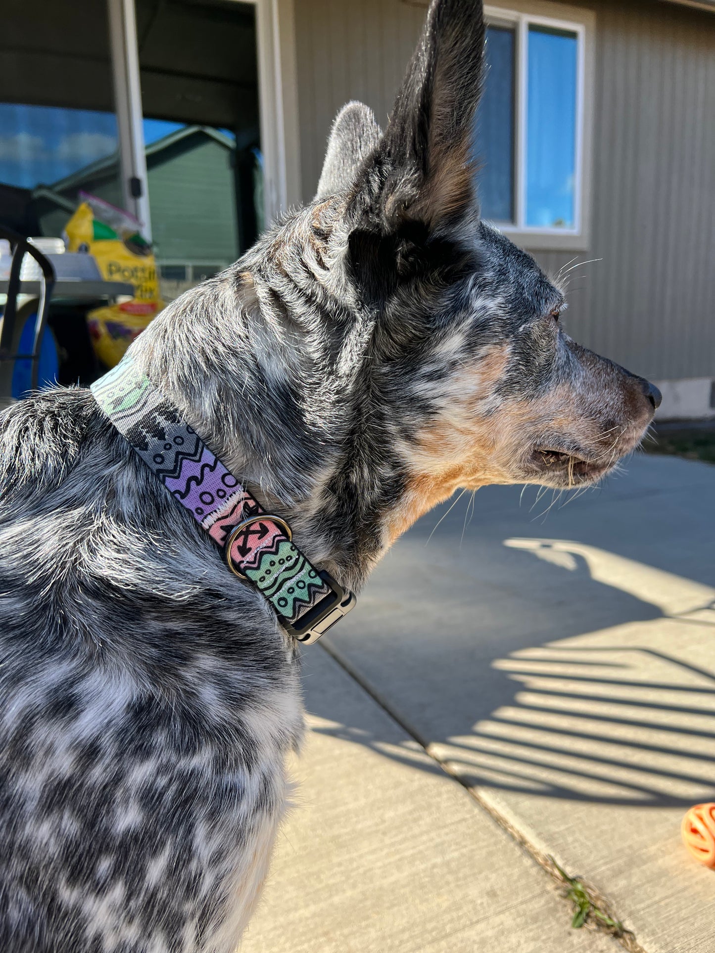 COLOR CHANGING PNW Elements Dog Collar | Hand Painted Dog Collar