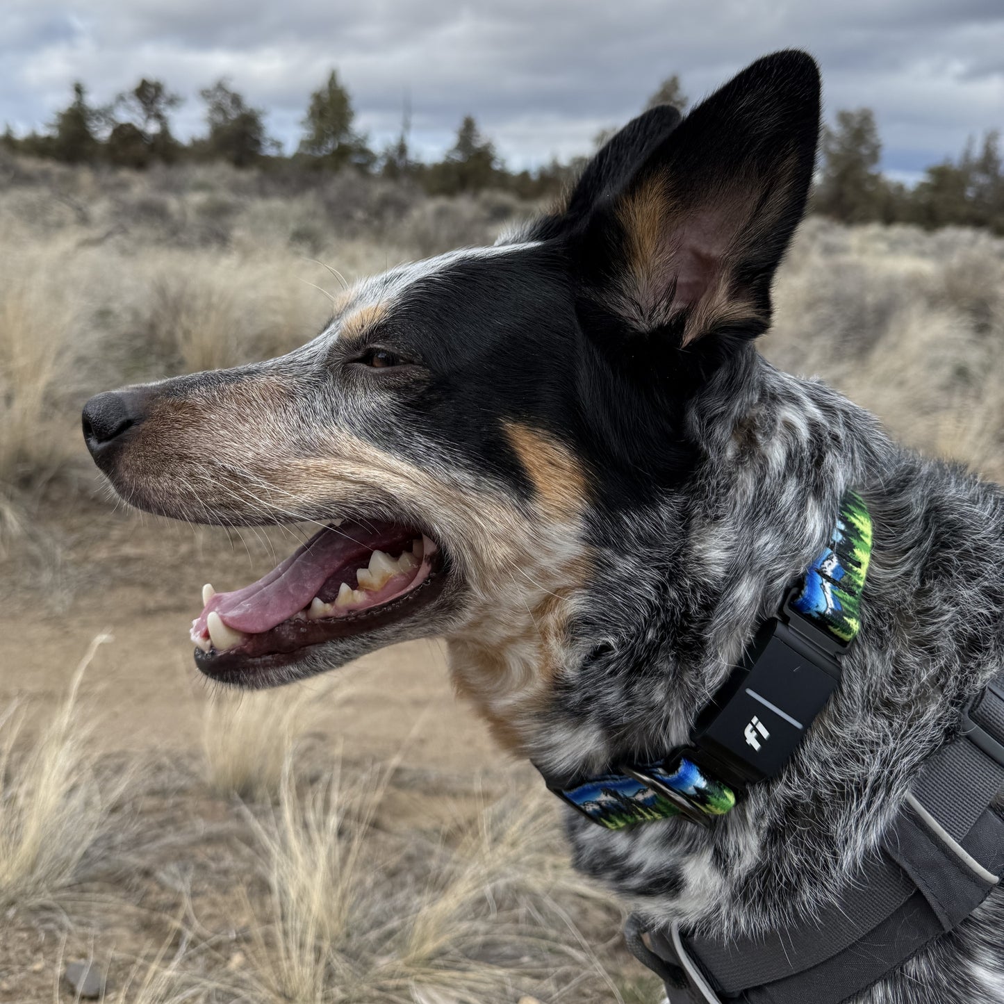 Blue Sky Three Sisters | FI Series 3/3+ Compatible Collar