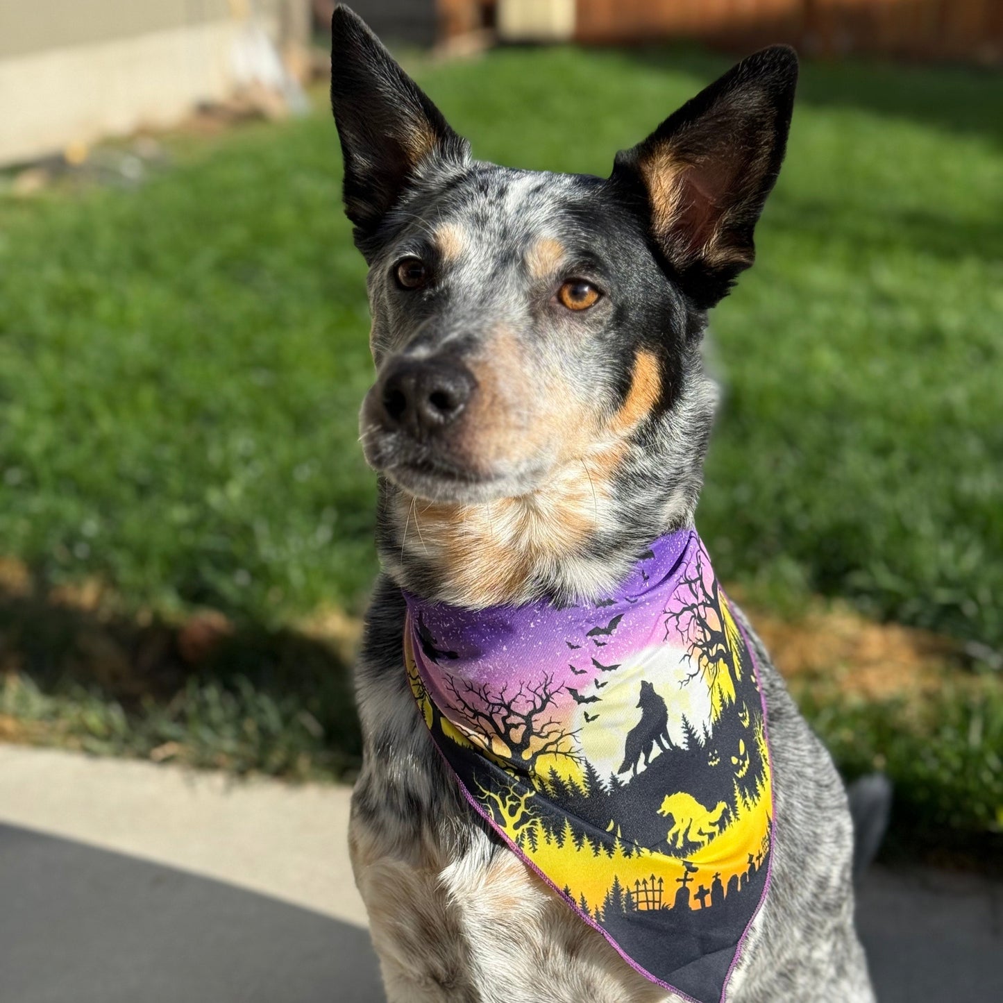 Spooky Howl-O-ween | Tie on Dog Bandana