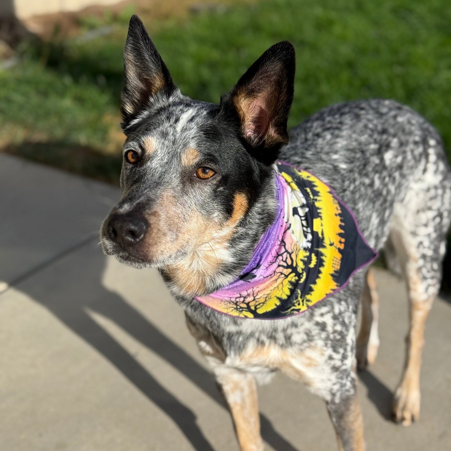 Spooky Howl-O-ween | Tie on Dog Bandana