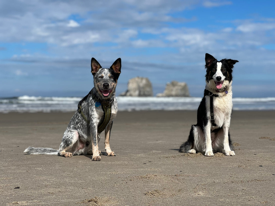Best Dog Beaches on the Oregon Coast: A Complete Guide