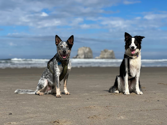 Best Dog Beaches on the Oregon Coast: A Complete Guide