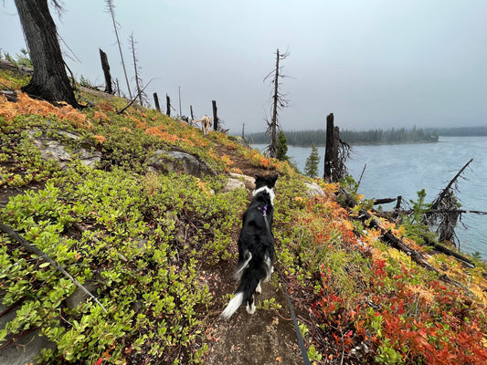 10 Best Dog-Friendly Hikes in Central Oregon: A Local's Guide