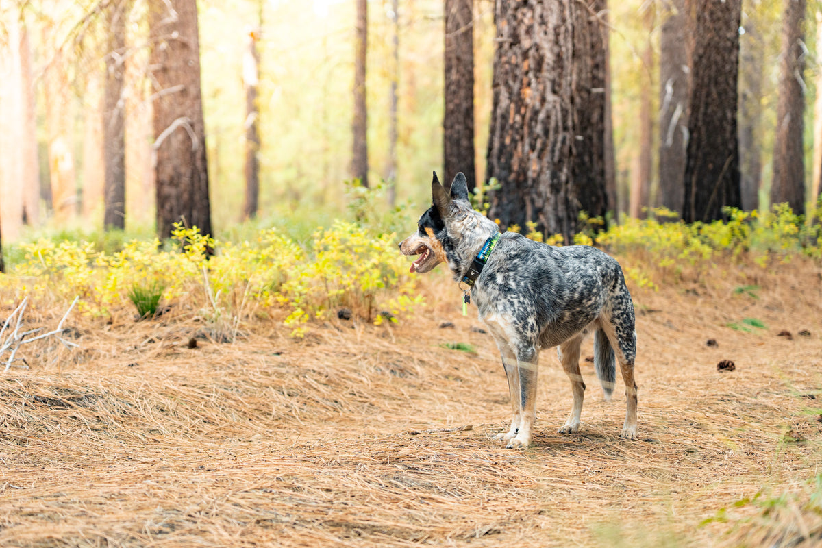 A blue heeler dog standing on a forest floor covered in pine needles and small yellow-green plants, with tall tree trunks in the background.