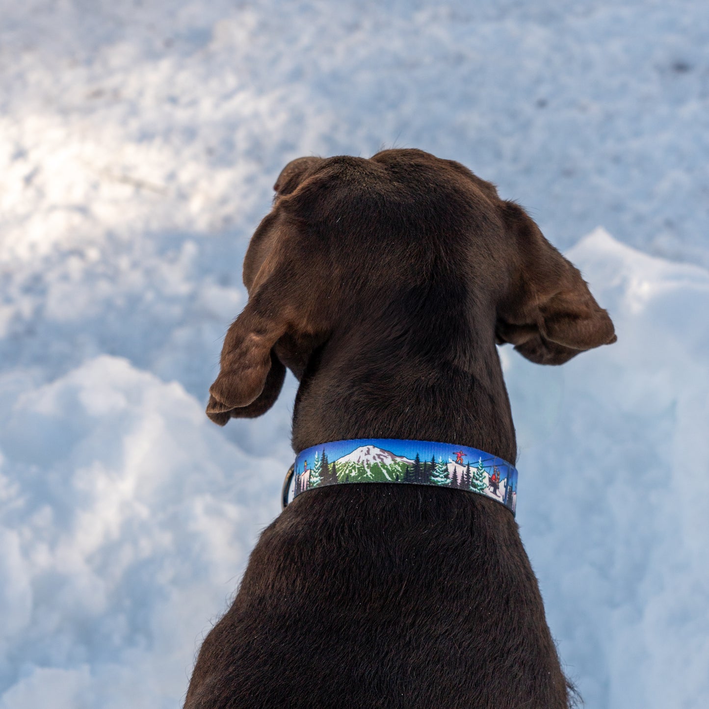 Bluebird Mt. Bachelor | Handmade Dog Collar