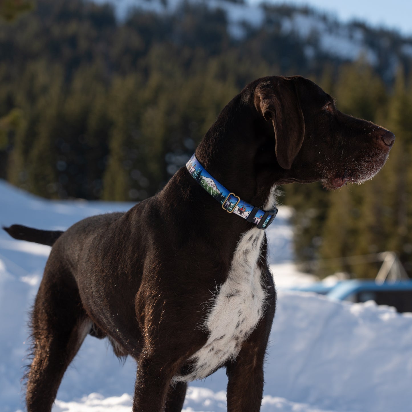 Bluebird Mt. Bachelor | Handmade Dog Collar