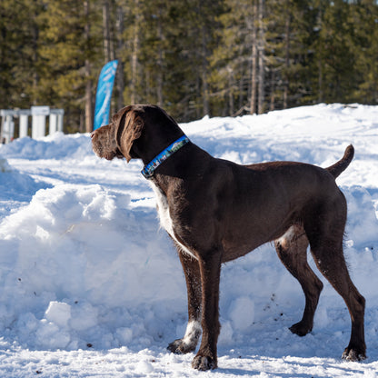 Bluebird Mt. Bachelor | Handmade Dog Collar