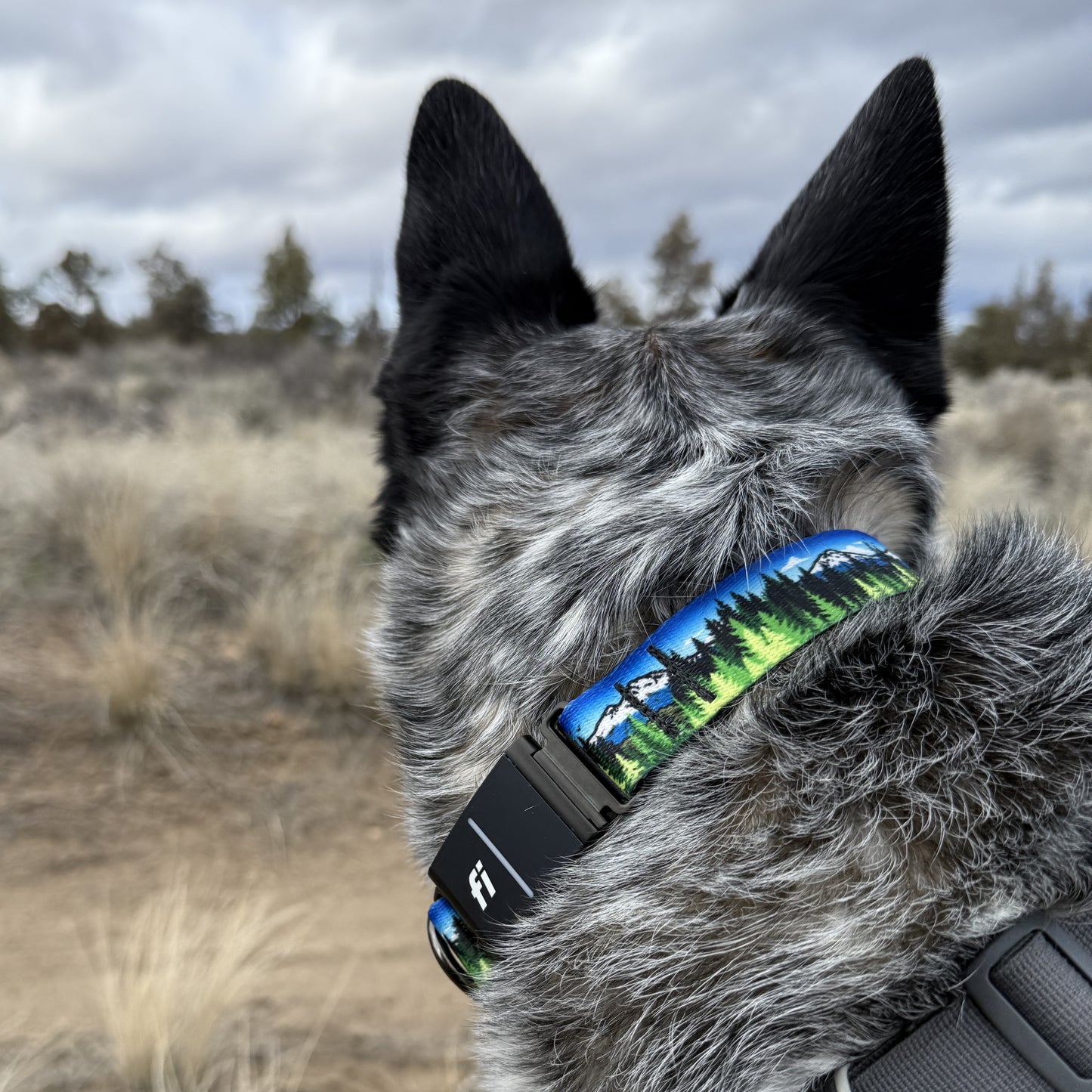 Blue Sky Three Sisters | FI Series 3/3+ Compatible Collar