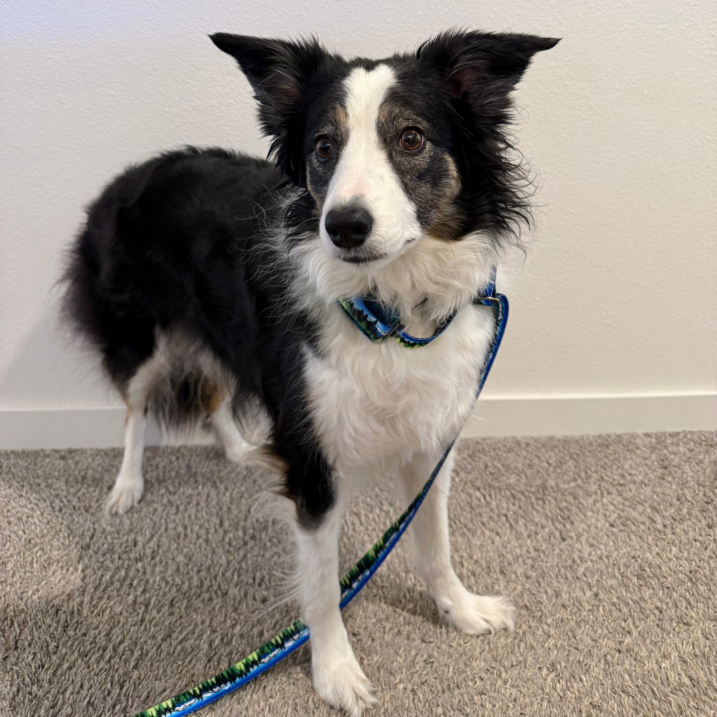 Blue Sky Three Sisters Minky Slip Collar + Built-In Leash