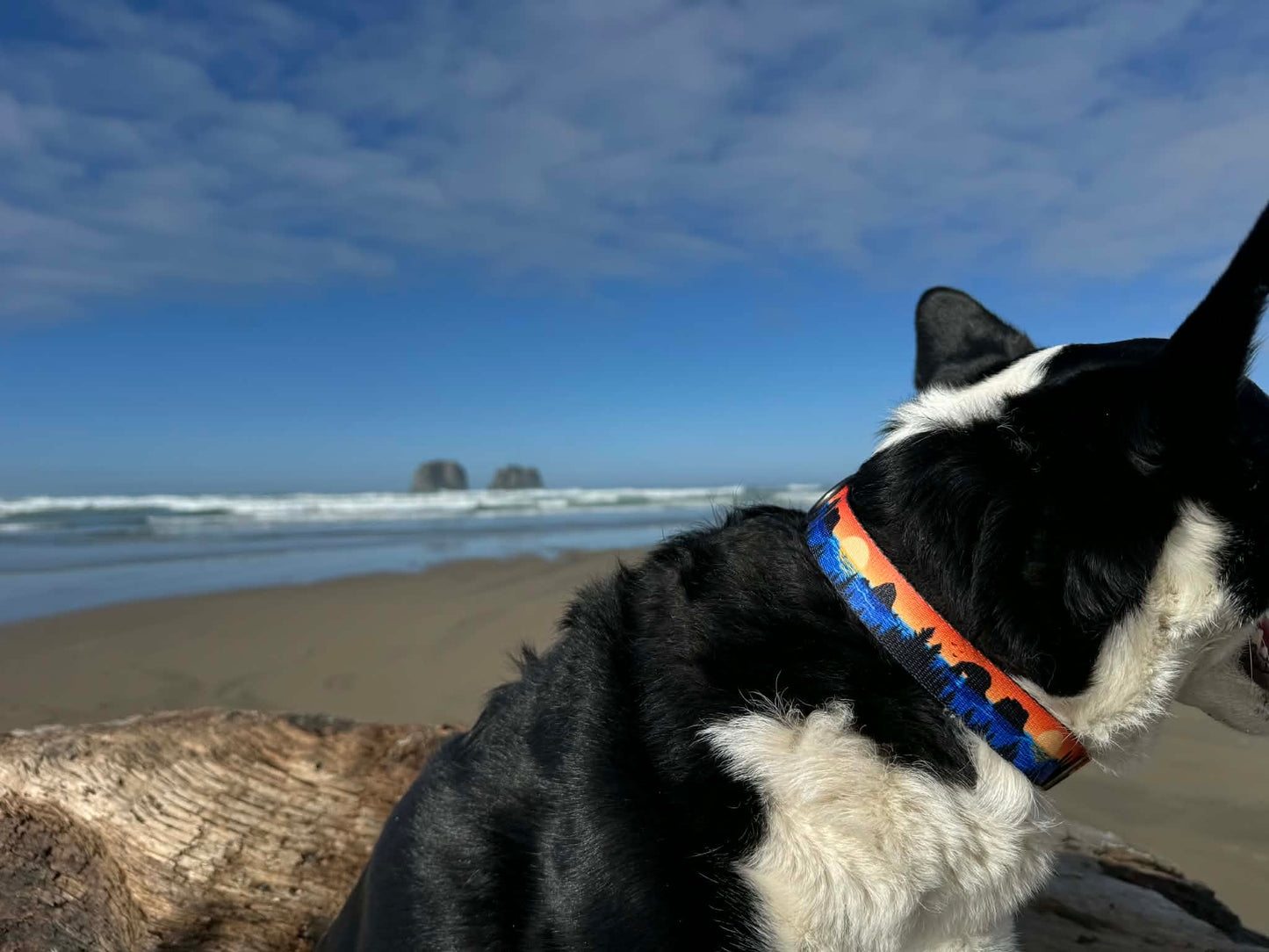 Retro Rockaway Beach Dog Collar | Handmade Oregon Coast Design